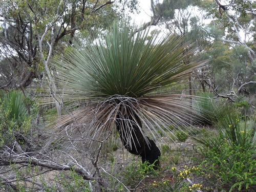 Gras Tree